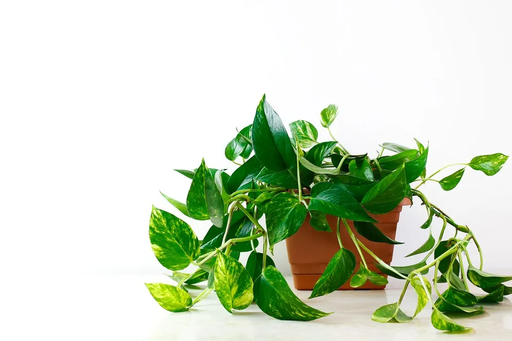 golden-pothos-epipremnum-aureum-white-table-living-room-home-garden_114579-1391.jpg