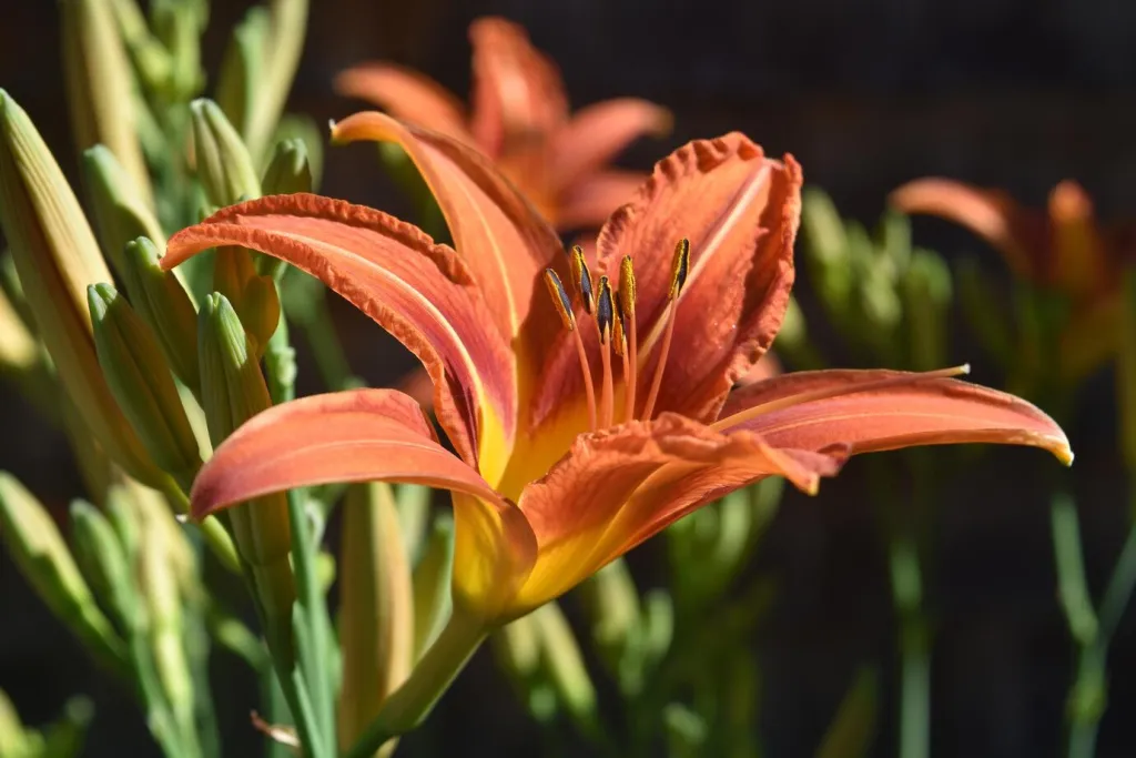 gorgeous-orange-yellow-daylily-spring_493961-773.jpg