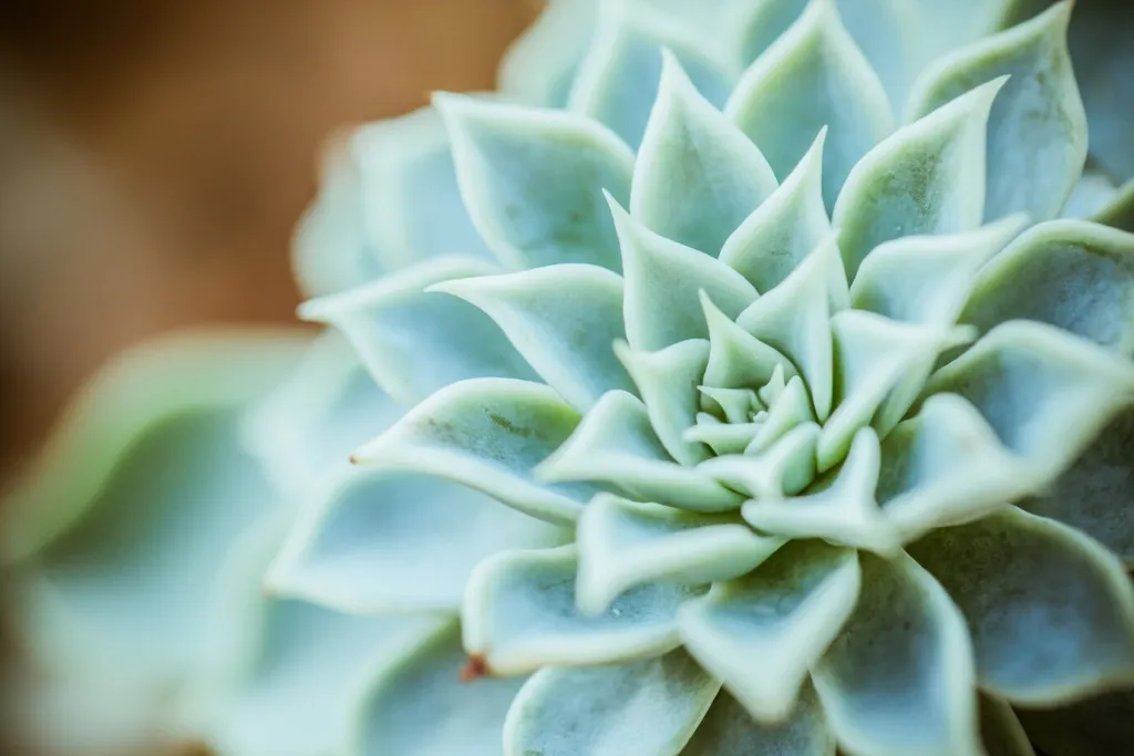 flower_1404-581.jpg