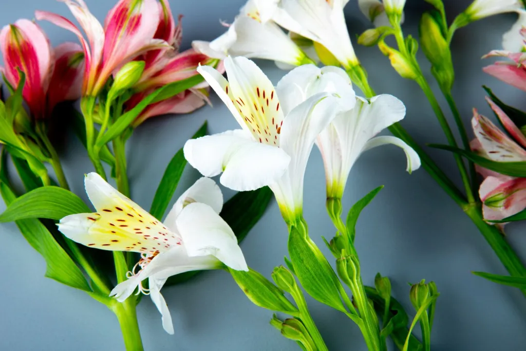 side-view-pink-white-color-alstroemeria-flowers-grey-background_141793-7918.jpg