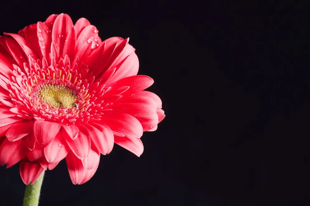 beautiful-fresh-pink-flower-dew_23-2148069220.jpg