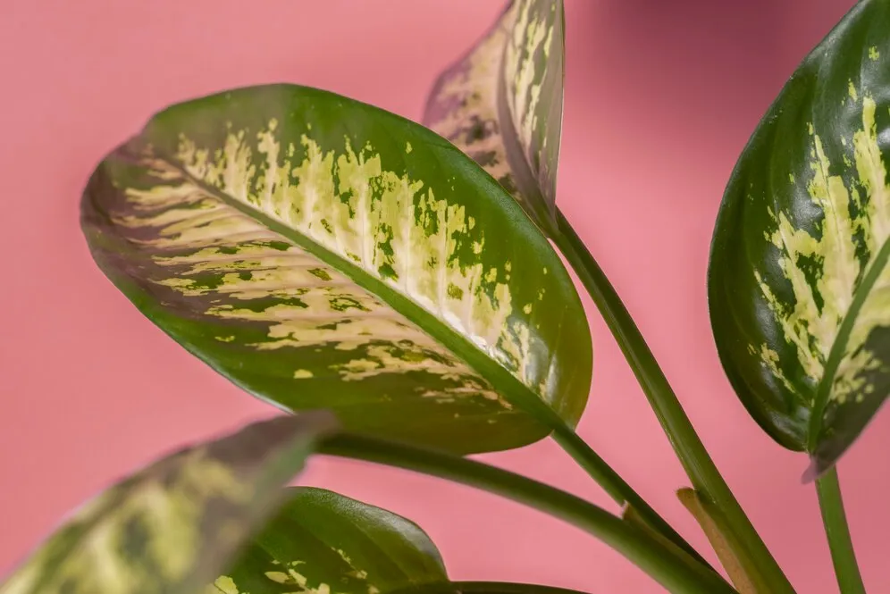 beautiful-bicolor-plant-details_23-2149362163.jpg