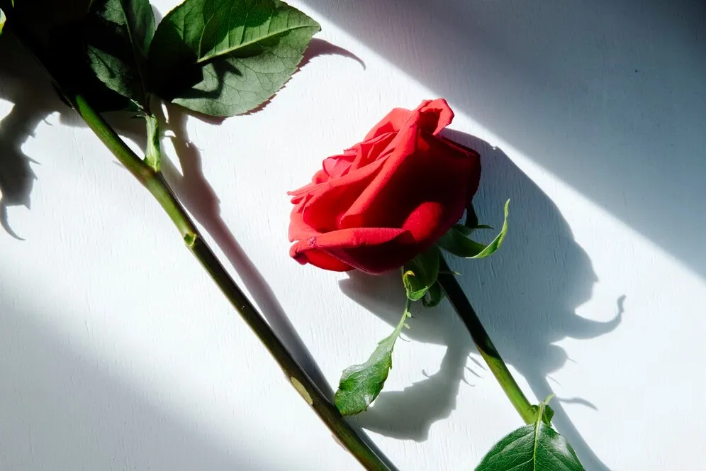 top-view-red-color-roses-isolated-white-background_141793-7888.jpg