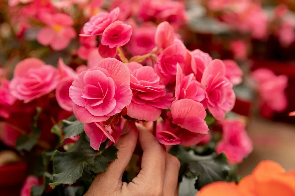 close-up-florist-with-pink-flowers_23-2148447163.jpg