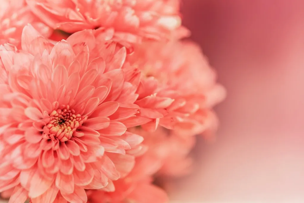 close-up-pink-flower_1357-267.jpg
