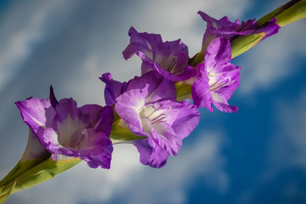 tsvety-gladiolus-nebo.jpg