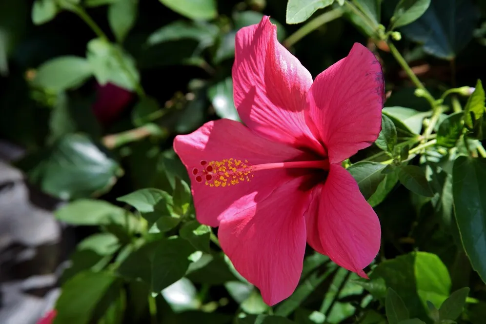 closeup-shot-beautiful-hawaiian-hibiscus-tuscany-elba-italy_181624-18357.jpg