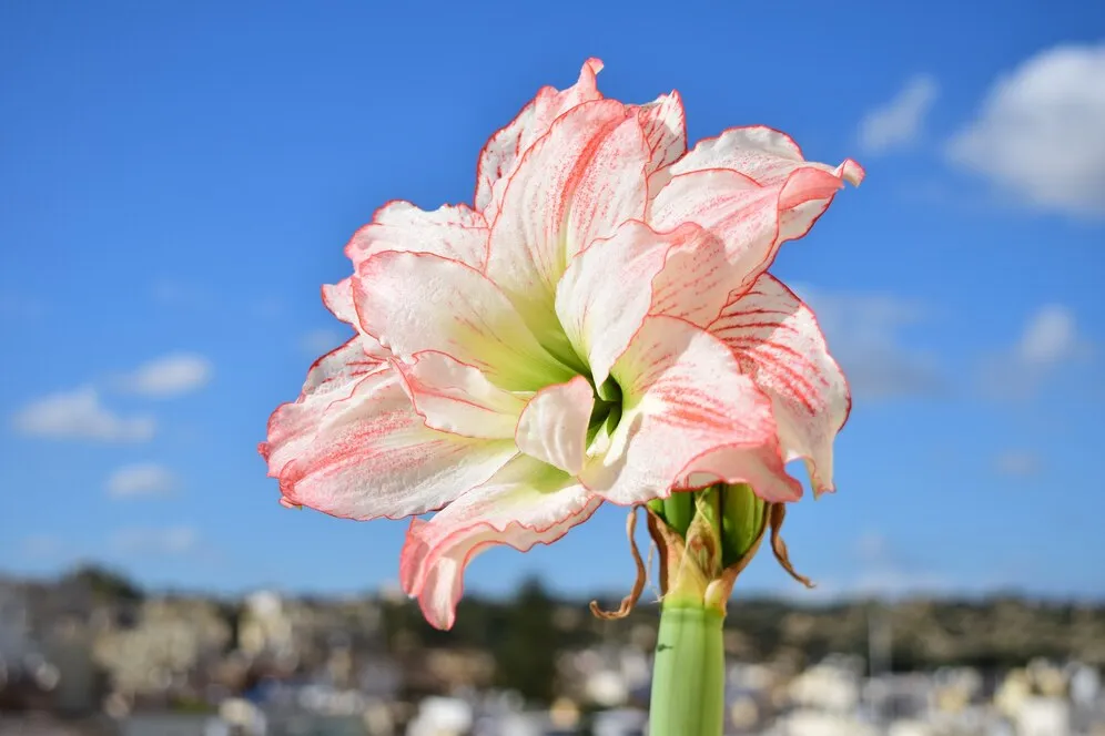 amaryllis-aphrodite-full-bloom-successful-roof-gardening_181624-27452.jpg