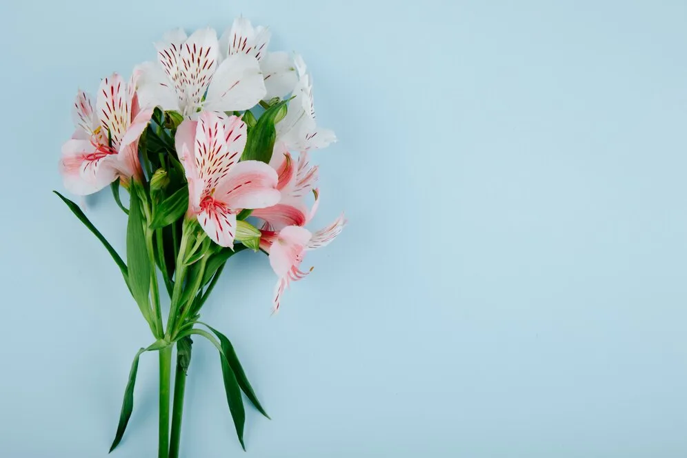 top-view-bouquet-pink-color-alstroemeria-flowers-blue-background-with-copy-space_141793-9263.jpg top-view-bouquet-pink-color-alstroemeria-flowers-blue-background-with-copy-space_141793-9263.jpg