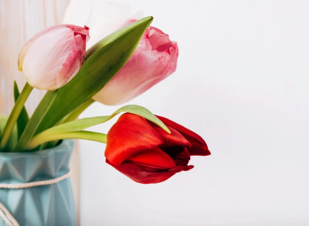 close-up-fresh-tulip-flowers-vase-white-background_23-2148053444.jpg