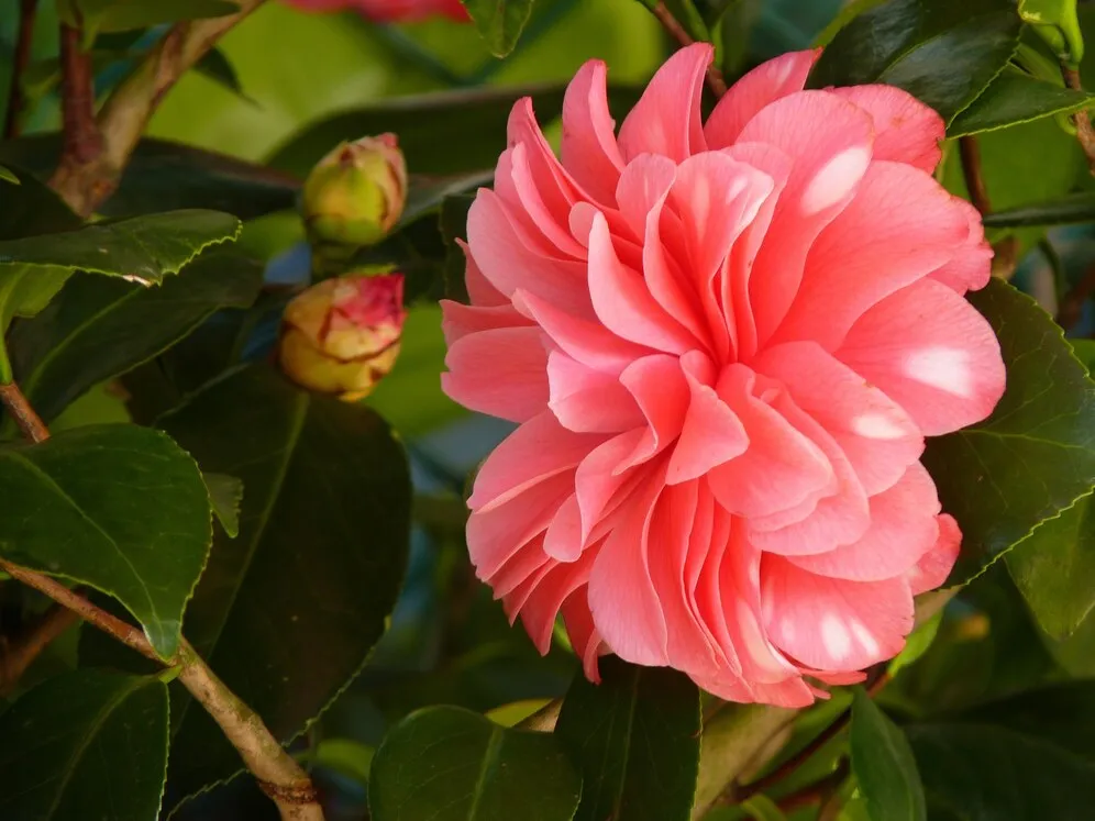 closeup-shot-beautiful-pink-camellia-flower-blurred-scene_181624-48291.jpg