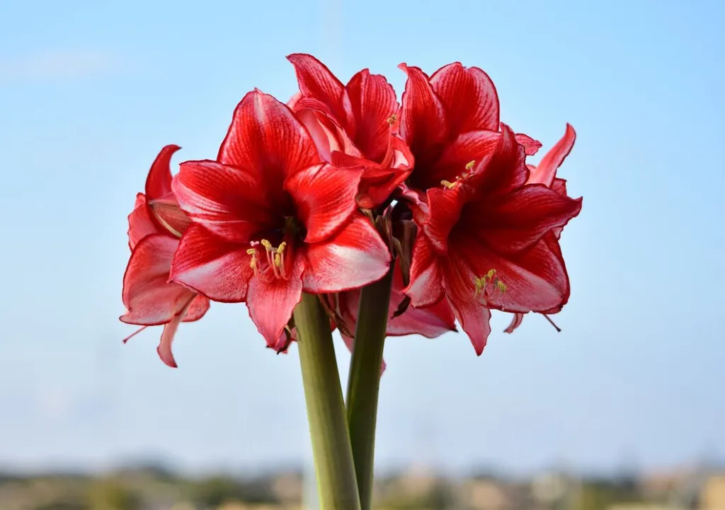 bunch-charisma-amaryllis-flowers_181624-28026.jpg