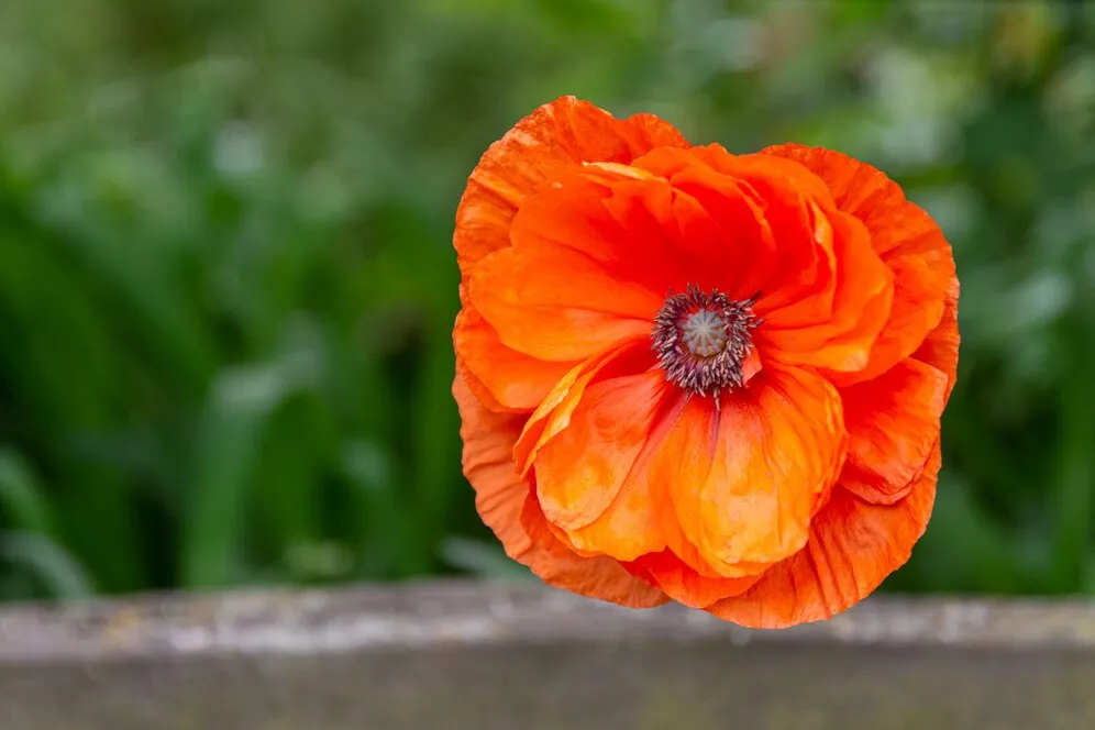 closeup-selective-focus-shot-blooming-orange-flower-greenery_181624-28127.jpg