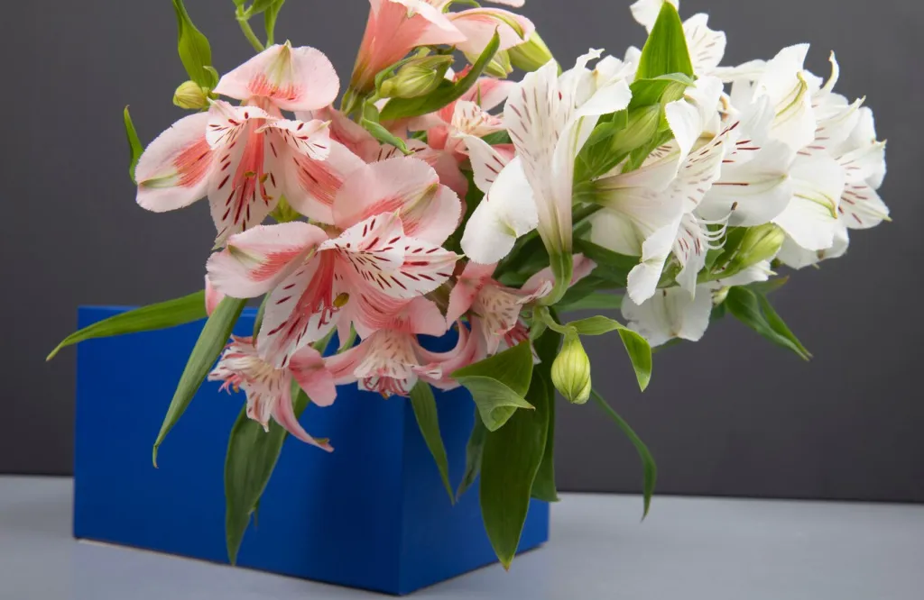 side-view-bouquet-pink-white-color-alstroemeria-flowers-blue-box-grey-background_141793-7948.jpg