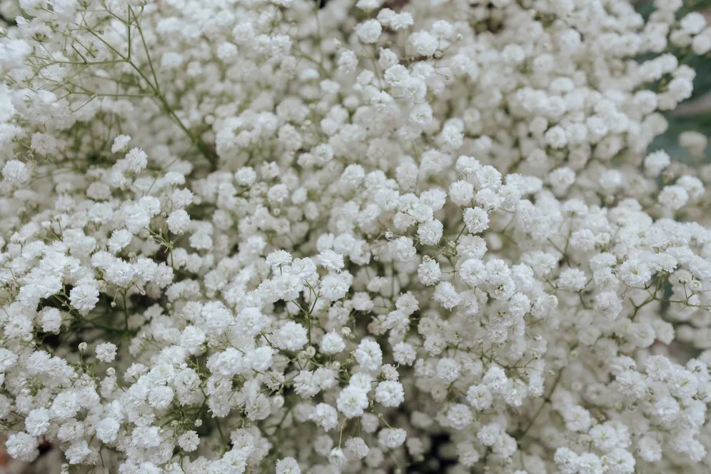 closeup-white-gypsophila-flower-wallpaper_53876-146786.jpg