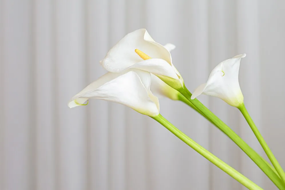 calla-lily-plant-flowers-white-fabric-background_127675-2913.jpg