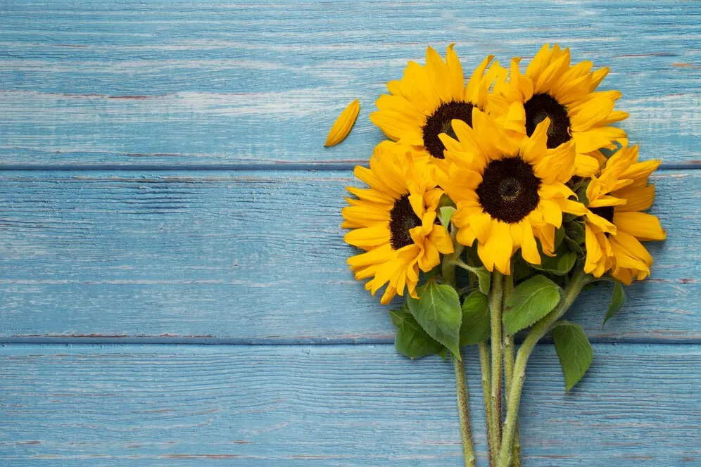 top-view-sunflowers-frame-with-copy-space_23-2150250794.jpg