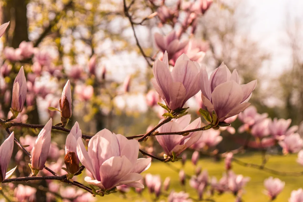 vesna-magnoliia-derevo.jpg
