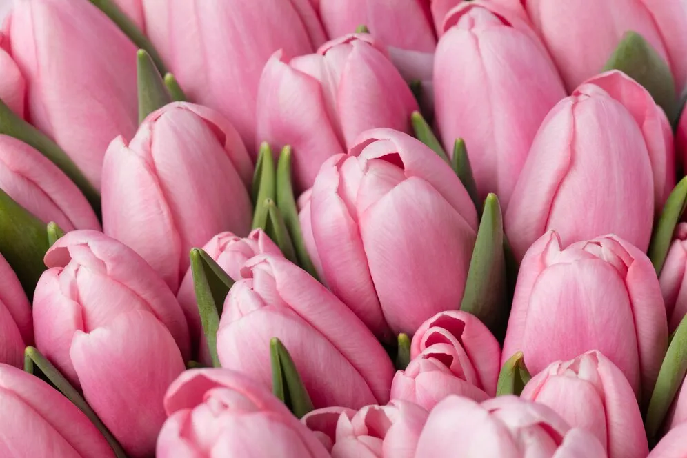 beautiful-flowers-isolated-design-elements-blooming-spring-summertime_155003-9220.jpg