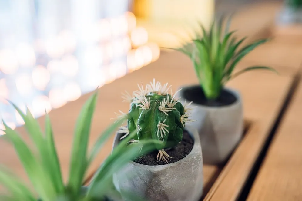 little-cactus-aloe-small-pots_1153-6175.jpg