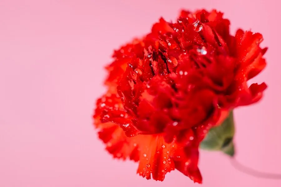 wet-carnation-pink_23-2147759140.jpg