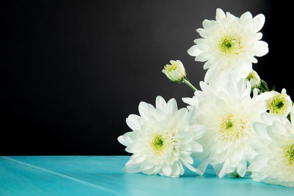 side-view-white-color-chrysanthemum-flowers-lying-isolated-black-background-with-copy-space_141793-8739.jpg side-view-white-color-chrysanthemum-flowers-lying-isolated-black-background-with-copy-space_141793-8739.jpg