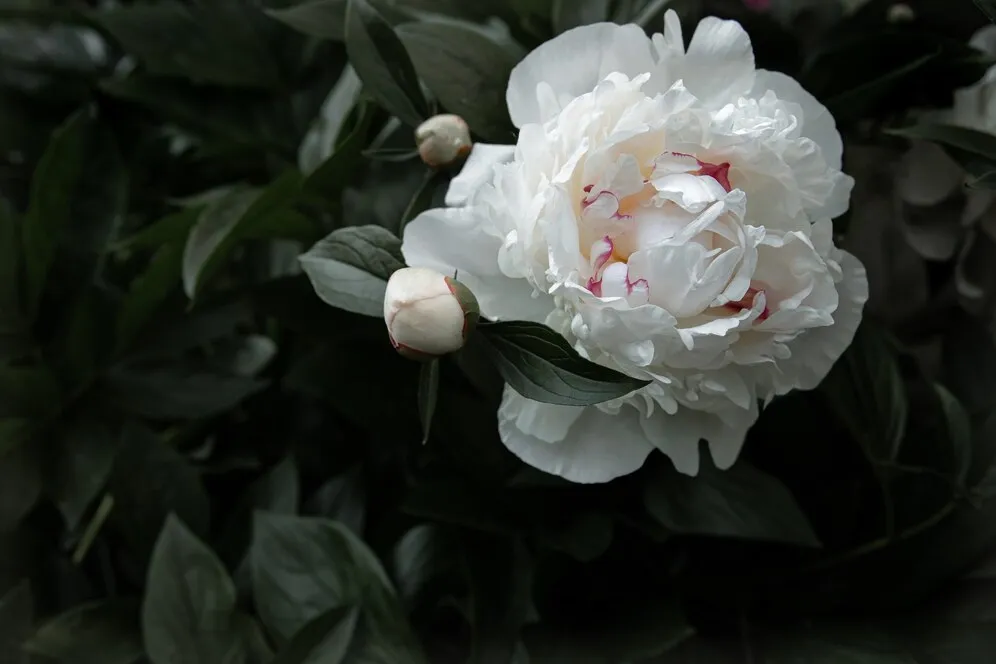 natural-white-peony-leaves-copy-space_169016-12312.jpg