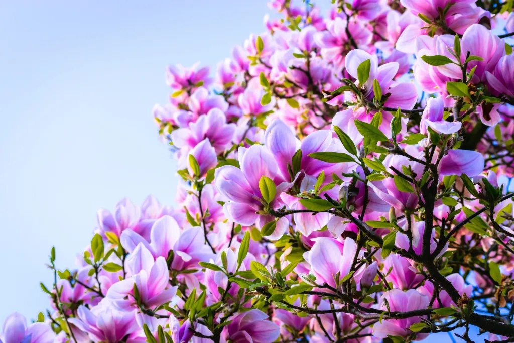 magnoliia-rozovyi-derevo.jpg