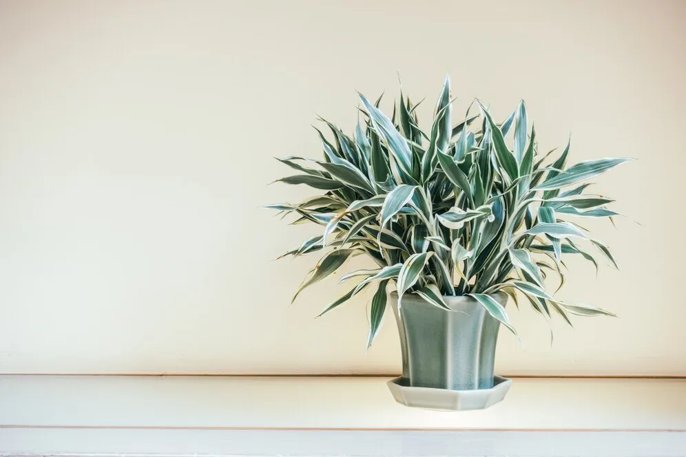 vase-plant-decoration-interior_74190-2084.jpg