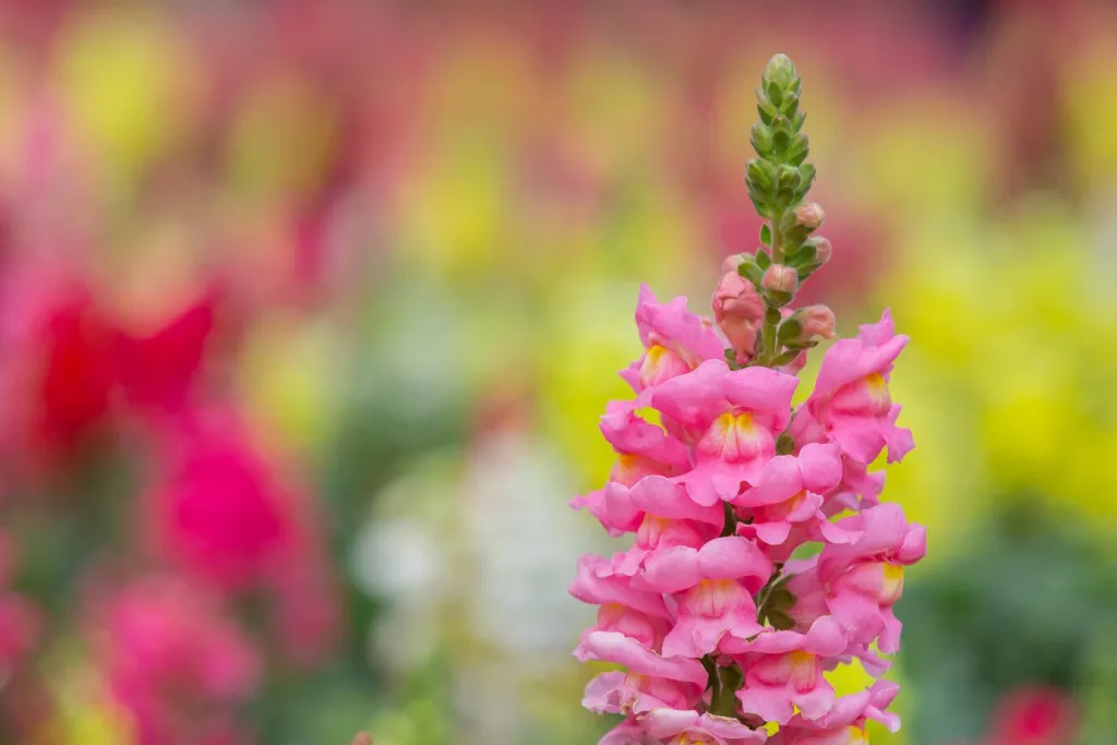 pink-snapdragon-flower-is-beautiful-bloom-flower-garden_1150-20356.jpg
