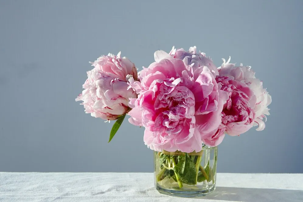 closeup-shot-gorgeous-pink-peonies-short-glass-jar-gray-table_181624-7309.jpg