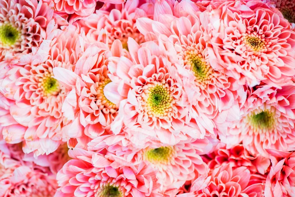 closeup-chrysanthemum-textured-background_53876-139910.jpg