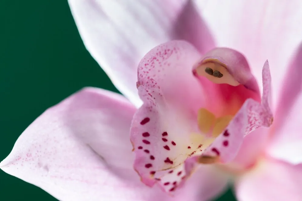 close-up-orchid-flower-details_23-2149417901.jpg