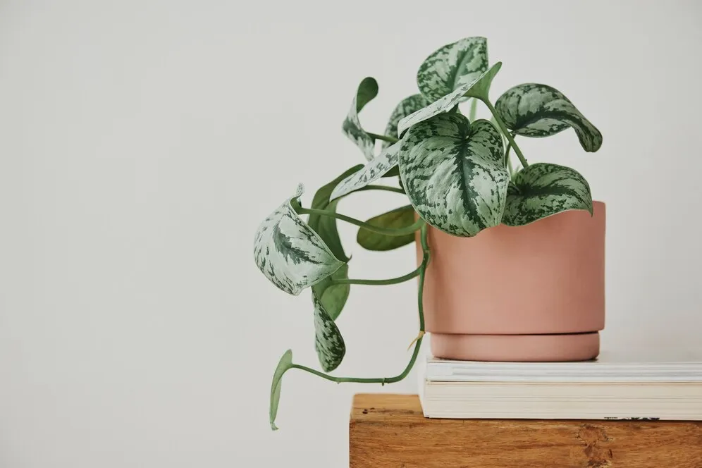 pothos-plant-pot-bench_53876-133197.jpg