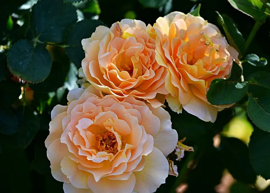 closeup-evergreen-roses-garden-sunlight_181624-14027.jpg