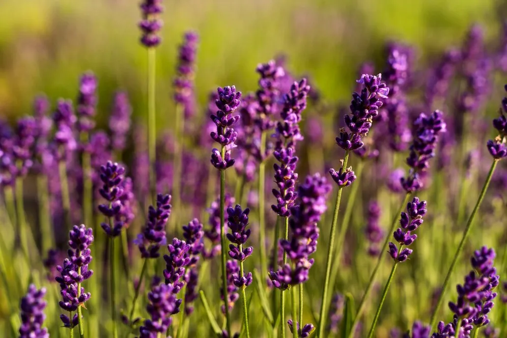 high-angle-beautiful-lavender-plants_23-2149532283.jpg