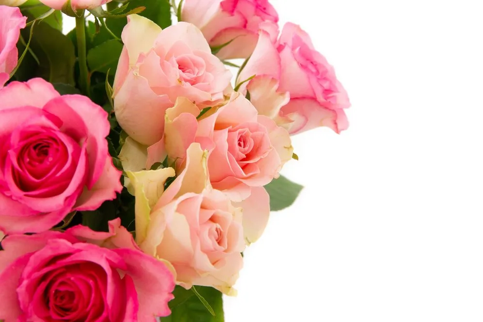 closeup-shot-pink-rose-bouquet-isolated-white-background-with-copy-space_181624-33652.jpg