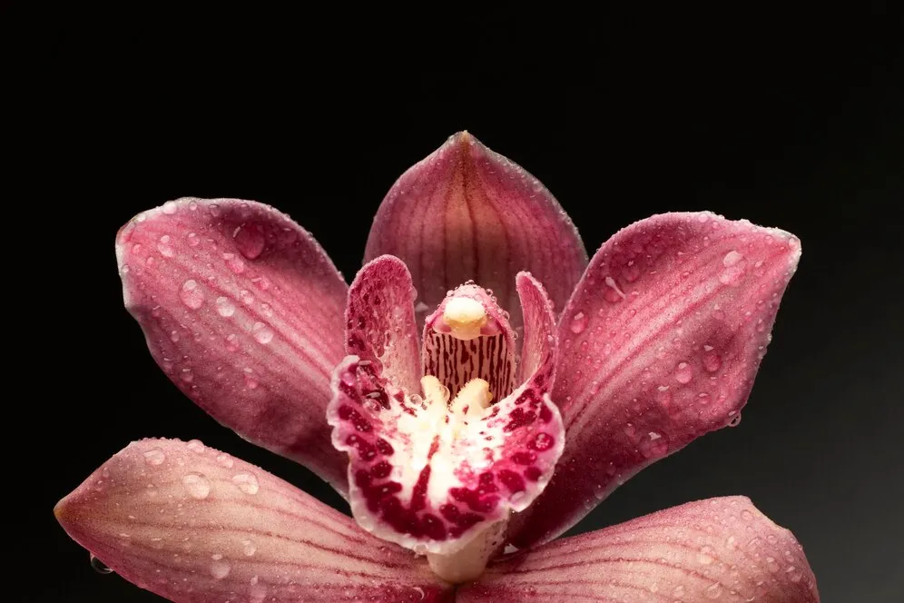 top-view-orchid-with-dark-background_23-2149971025.jpg