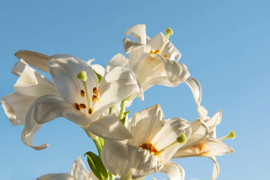 beautiful-white-flowers-with-blue-background_23-2149485725.jpg
