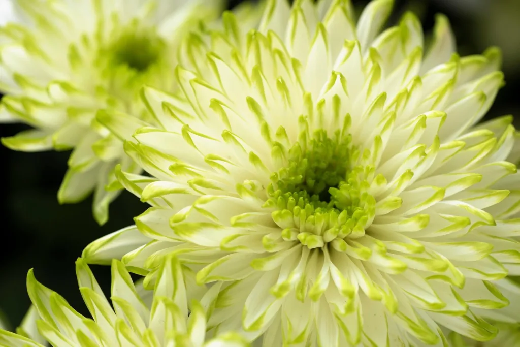 close-up-beautifully-bloomed-flowers_23-2149005553.jpg