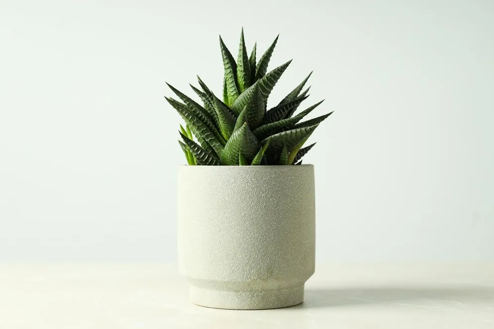 cozy-hobby-growing-house-indoor-plants-cactus_185193-109483.jpg