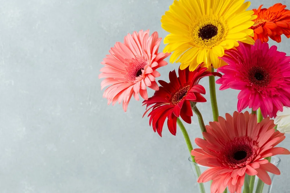 copy-space-background-with-gerbera-flowers_23-2148268338.jpg copy-space-background-with-gerbera-flowers_23-2148268338.jpg