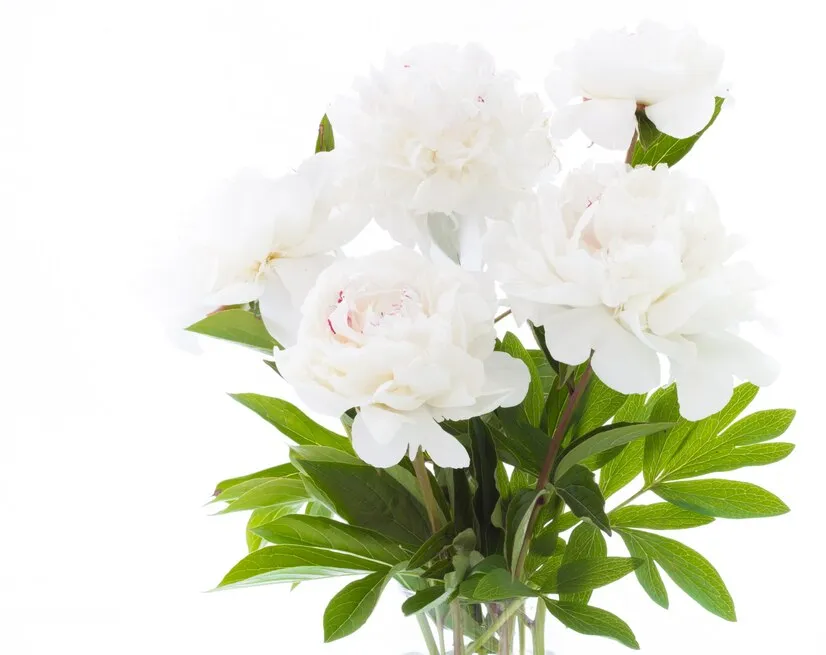 white-peony_1182-1040.jpg