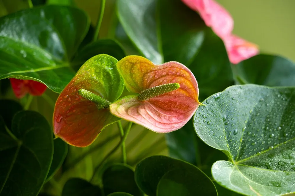 indoor-plants-studio_23-2151022066.jpg