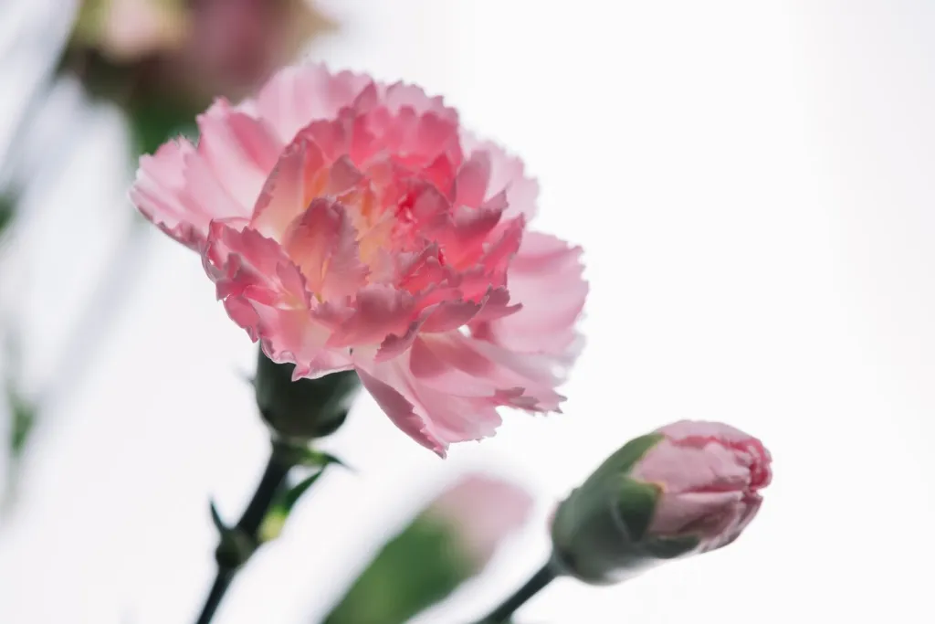 cute-pink-flowers_23-2147711031.jpg