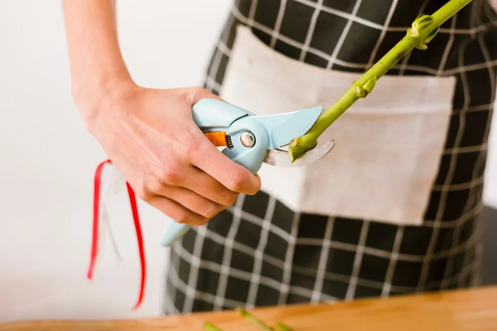 close-up-florist-cutting-flower-with-scissors_23-2148377293.jpg close-up-florist-cutting-flower-with-scissors_23-2148377293.jpg