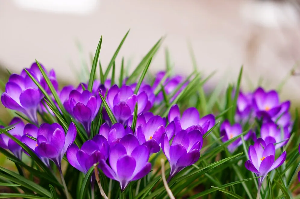 selective-focus-shot-white-purple-flowers_181624-7074.jpg