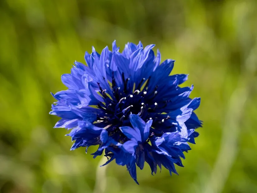 closeup-shot-blue-flower-blurred-background_181624-53125.jpg
