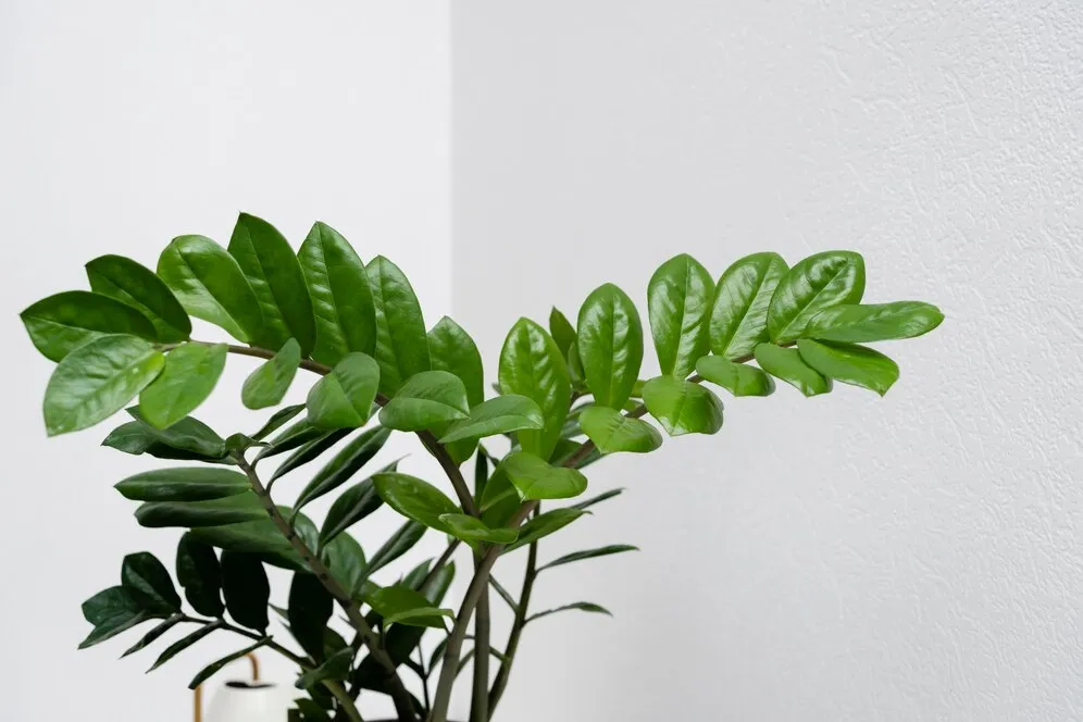 close-up-plant-leaves_23-2148928478.jpg