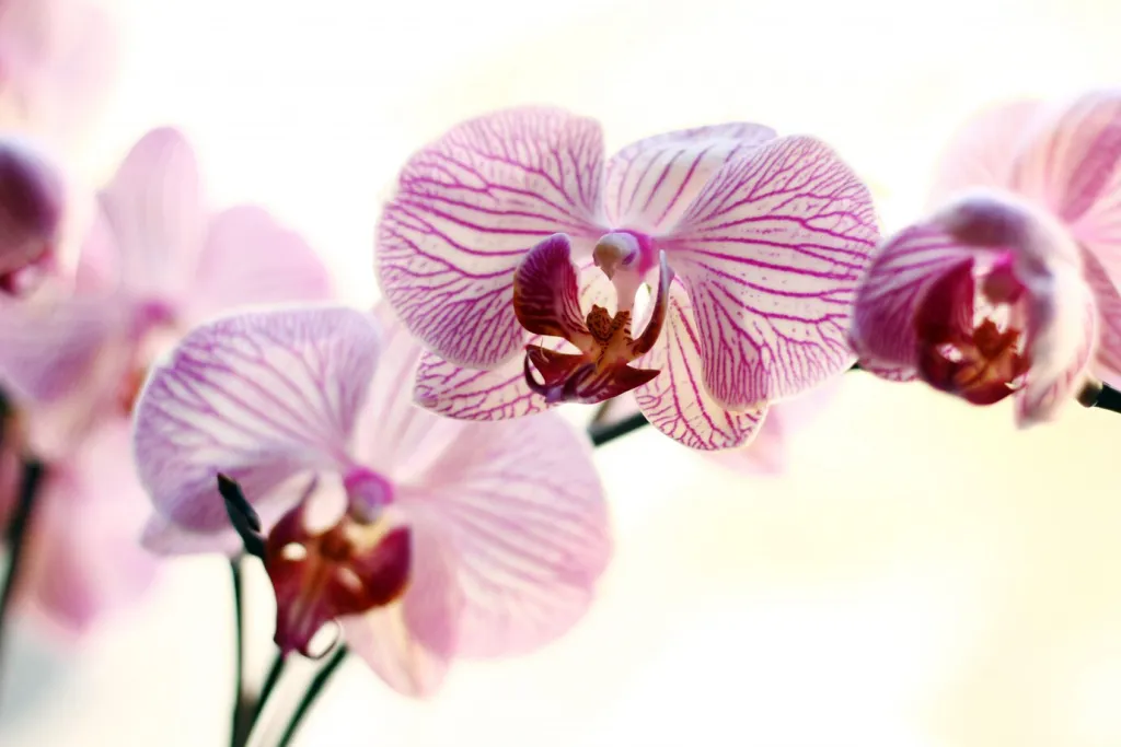 beautiful-orchid_144627-34417.jpg